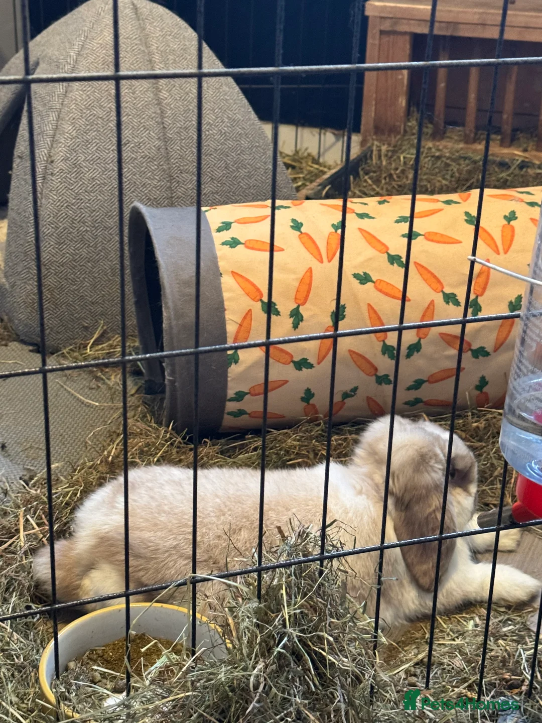 Mini Lop rabbits for sale: 2 male mini lops - Advert 4