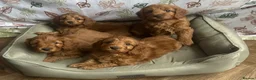 Cockapoo dogs for sale: HEALTH TESTED COCKAPOOS - Advert 6