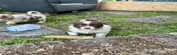 Border Collie dogs for sale: ISDS/KC Border Collie puppies for sale  - Advert 35