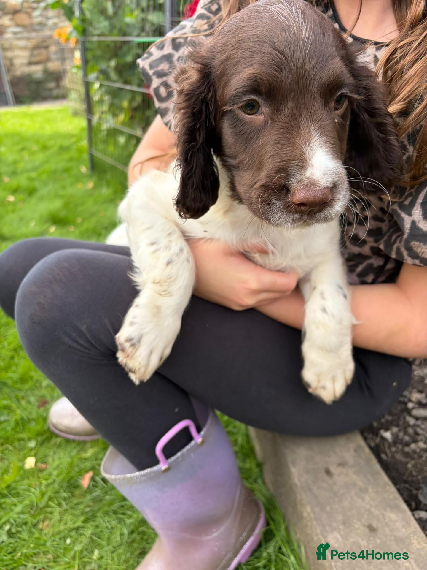 English Springer Spaniel dogs Price reduced KC Reg English Springer Spaniel  - Advert 1