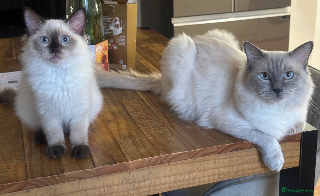 Ragdoll cats for sale: ✨Seal Point Male - Ready from 15th Nov 💙 - Image 3