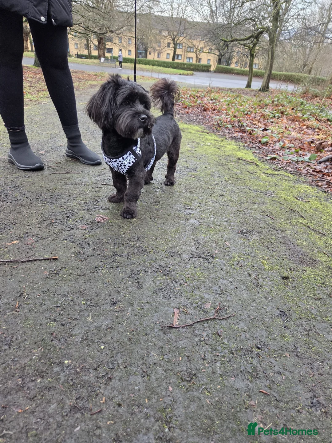 Mixed Breed dogs for sale: 6-Month-Old Lhasa Apso x Shih Tzu for a 4ever Home - Advert 3