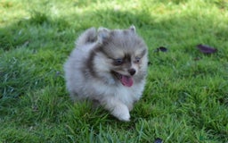 Pomsky dogs for sale: Merle Genuine Toy Size  Pomsky Puppies - Image 11
