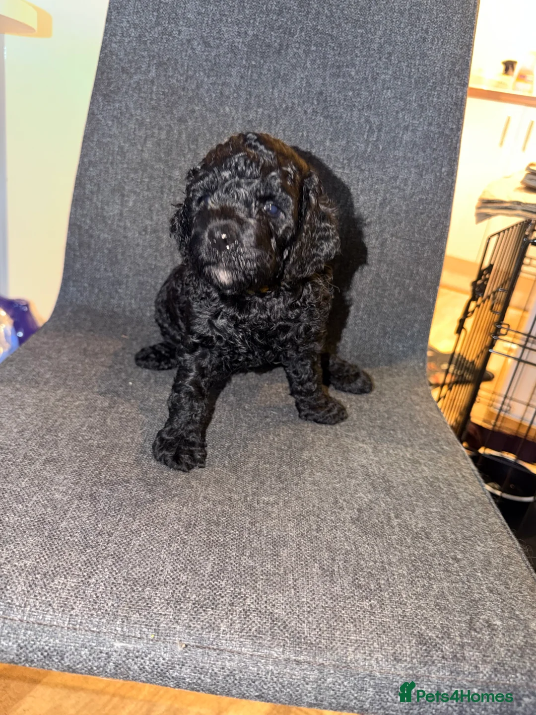 Cockapoo dogs for sale: Cockapoo Puppies Looking for Their Forever homes - Advert 2