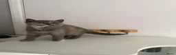 British Shorthair cats for sale: Beautiful 😍 X2 British Shorthairs 😸 in Enfield - Advert 4