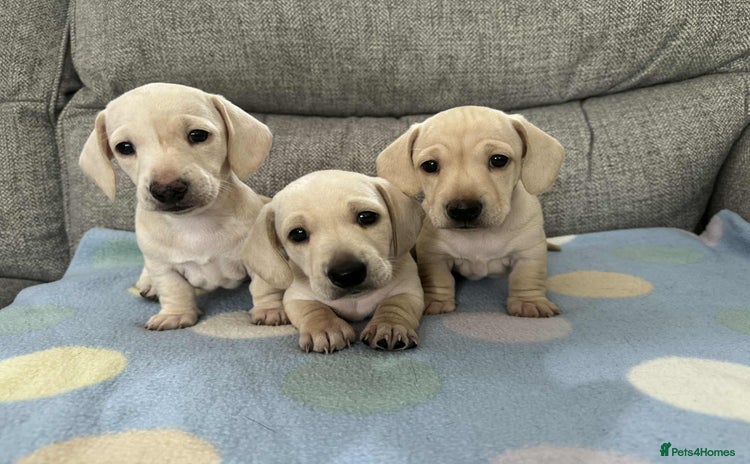 Miniature Dachshund dogs - Advert 5