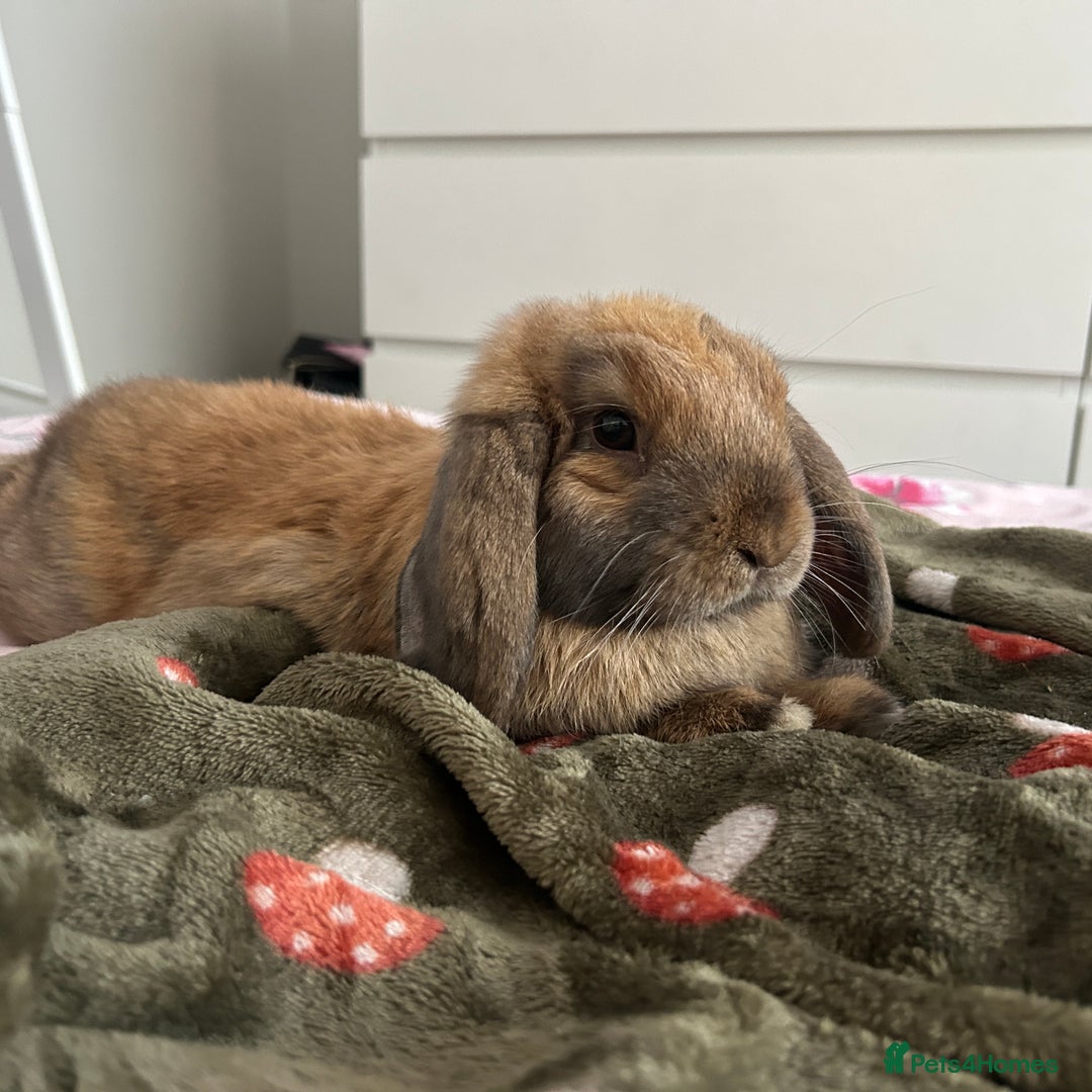 Mini Lop rabbits for sale: Mini lops for a rehome  - Advert 7