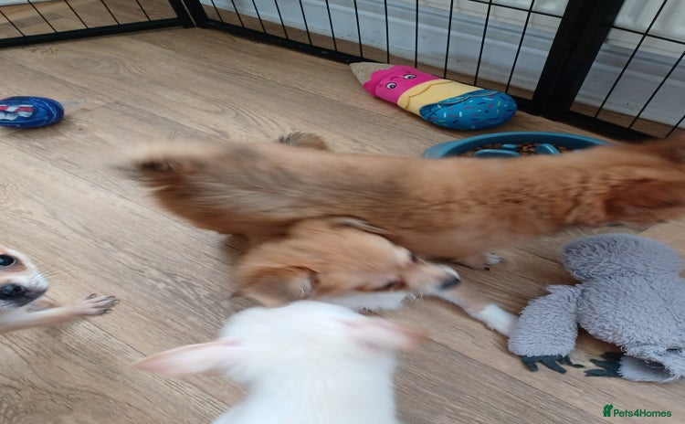 Pomchi dogs - Advert 1