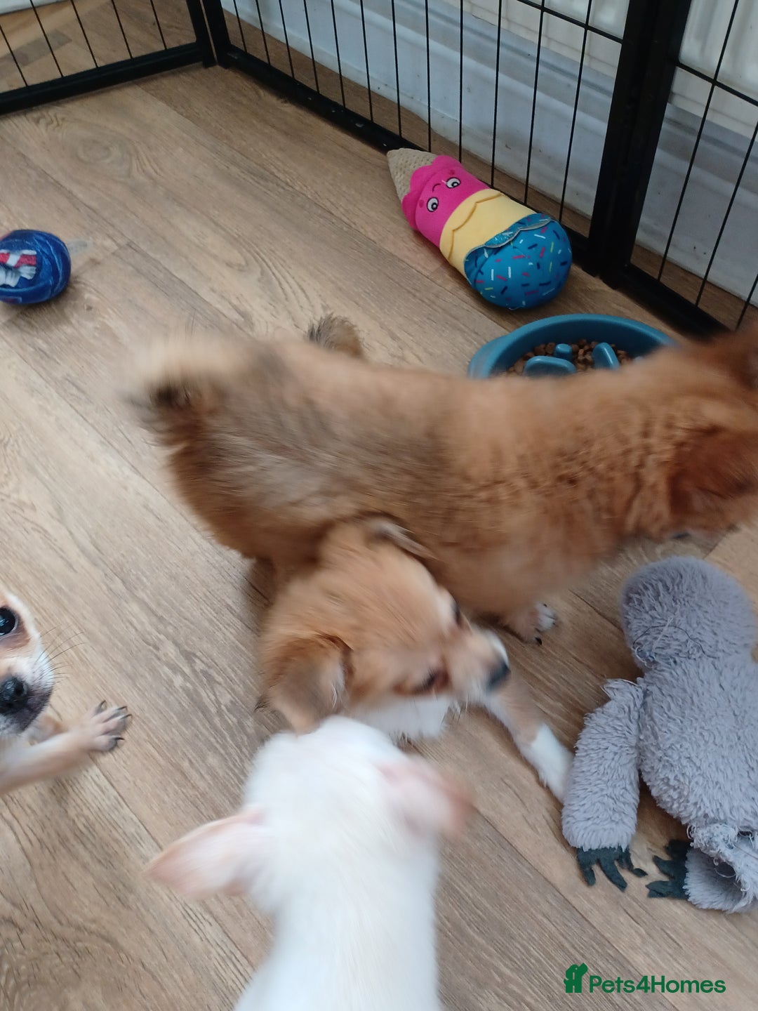 Pomchi dogs for sale: Pomchi - Image 1