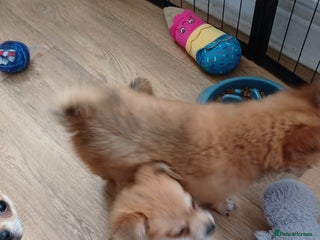 Pomchi dogs - Advert 33