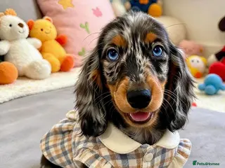Miniature Dachshund dogs Long haired Dachshund puppies ready! - Advert 1