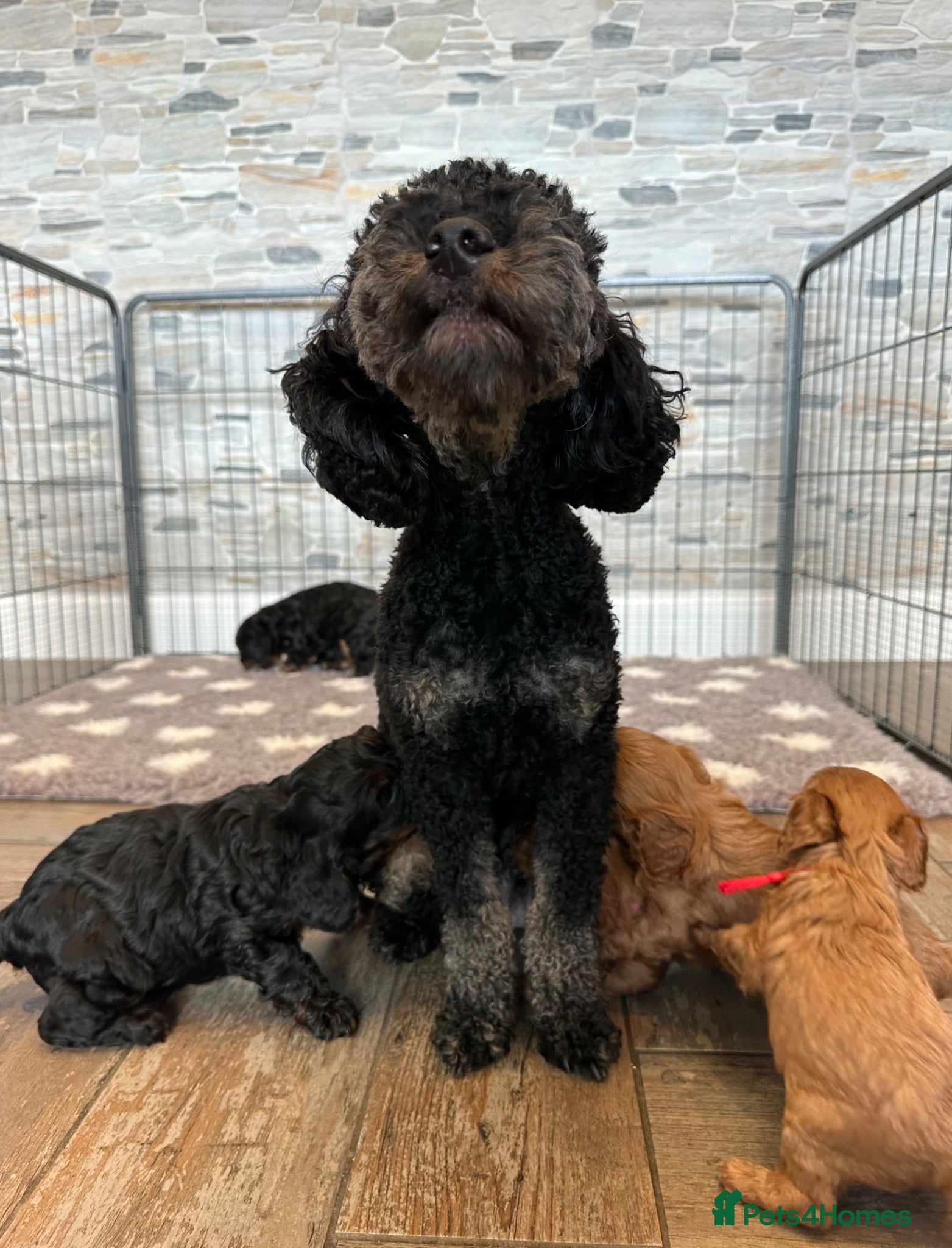 Cavapoo dogs Adorable Cavapoo puppies. Health tested Parent.  - Advert 2