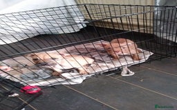 Mixed Breed dogs for sale: 4 beautiful pocket bully/mixed - Image 11