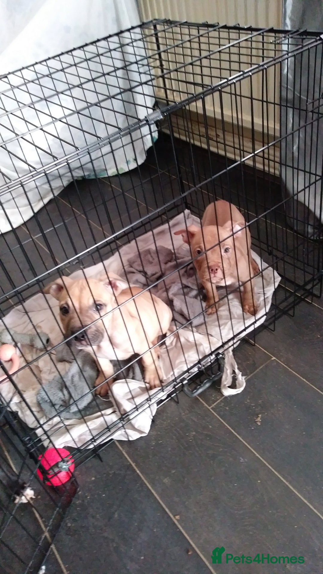 Mixed Breed dogs for sale: 4 beautiful pocket bully/mixed - Image 11