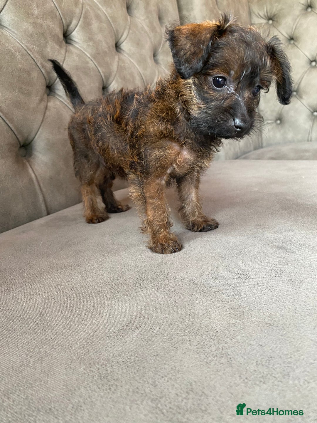 Jackapoo dogs for sale: Jackapoo - Image 7