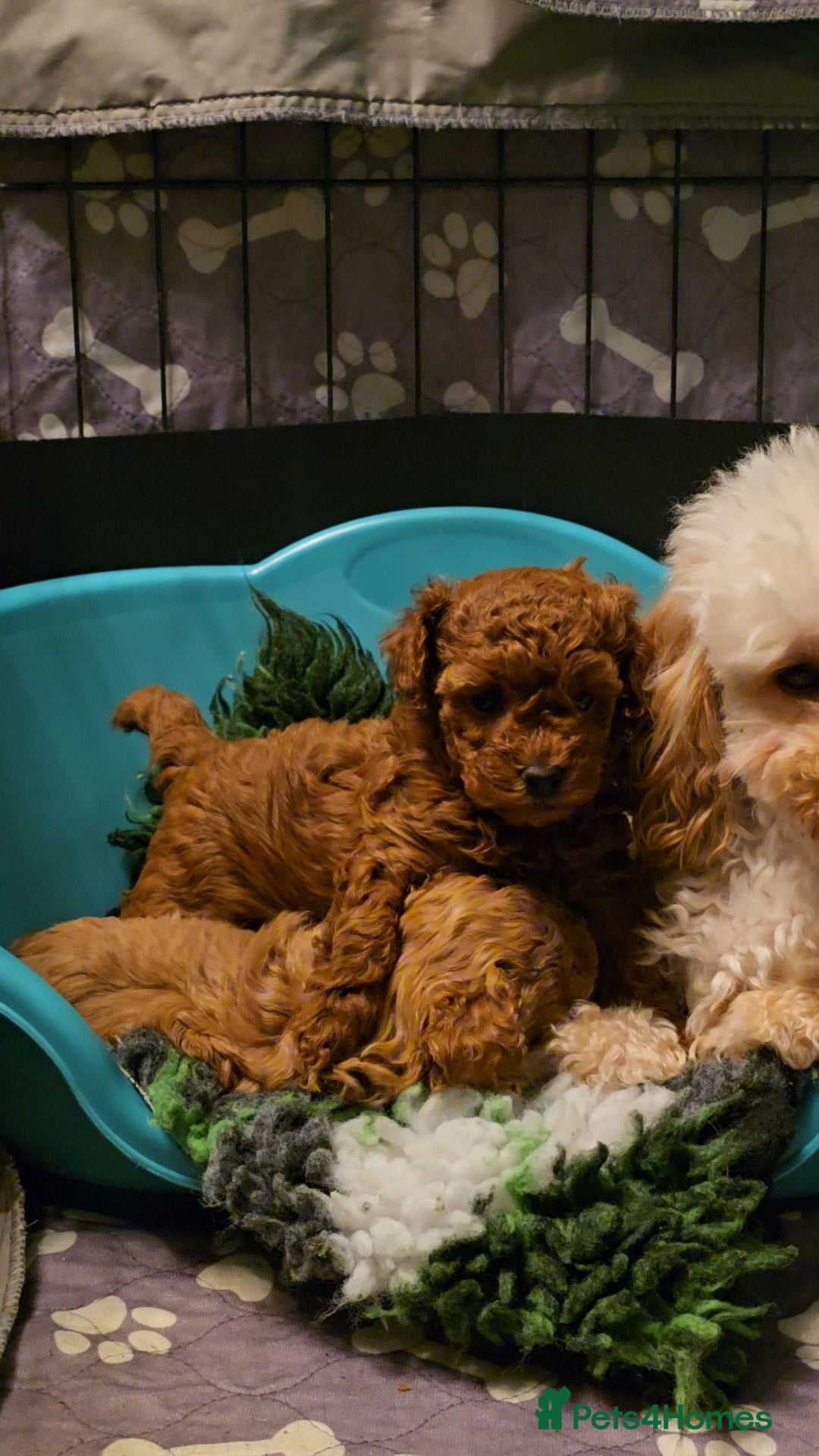 Toy Poodle dogs Last one Exquisite purebreed toy poodle female  - Advert 10