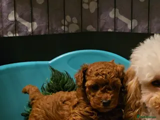 Toy Poodle dogs Last one Exquisite purebreed toy poodle female - Advert 10