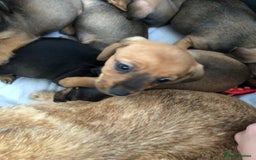 Mixed Breed dogs for sale: dachshund puppies READY TO GO  in Nelson - Image 14