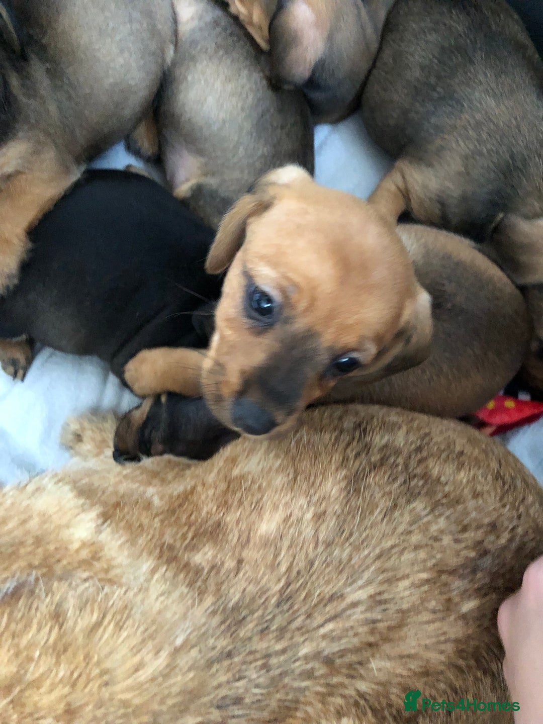 Mixed Breed dogs for sale: dachshund puppies READY TO GO  in Nelson - Image 14