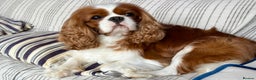 Cavalier King Charles Spaniel dogs for stud: KC Reg for STUD Health Tested Excellent Pedigrees  in Nottingham - Advert 17