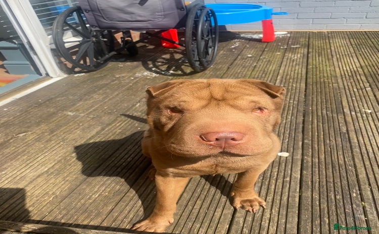 Shar Pei dogs - Advert 4
