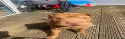 Shar Pei dogs for sale: KC registered beautiful and loyal Shar Pei - Advert 4