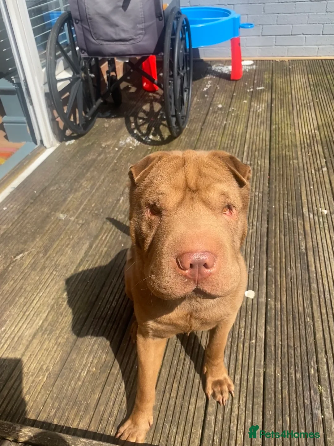 Shar Pei dogs for sale: KC registered beautiful and loyal Shar Pei - Advert 4