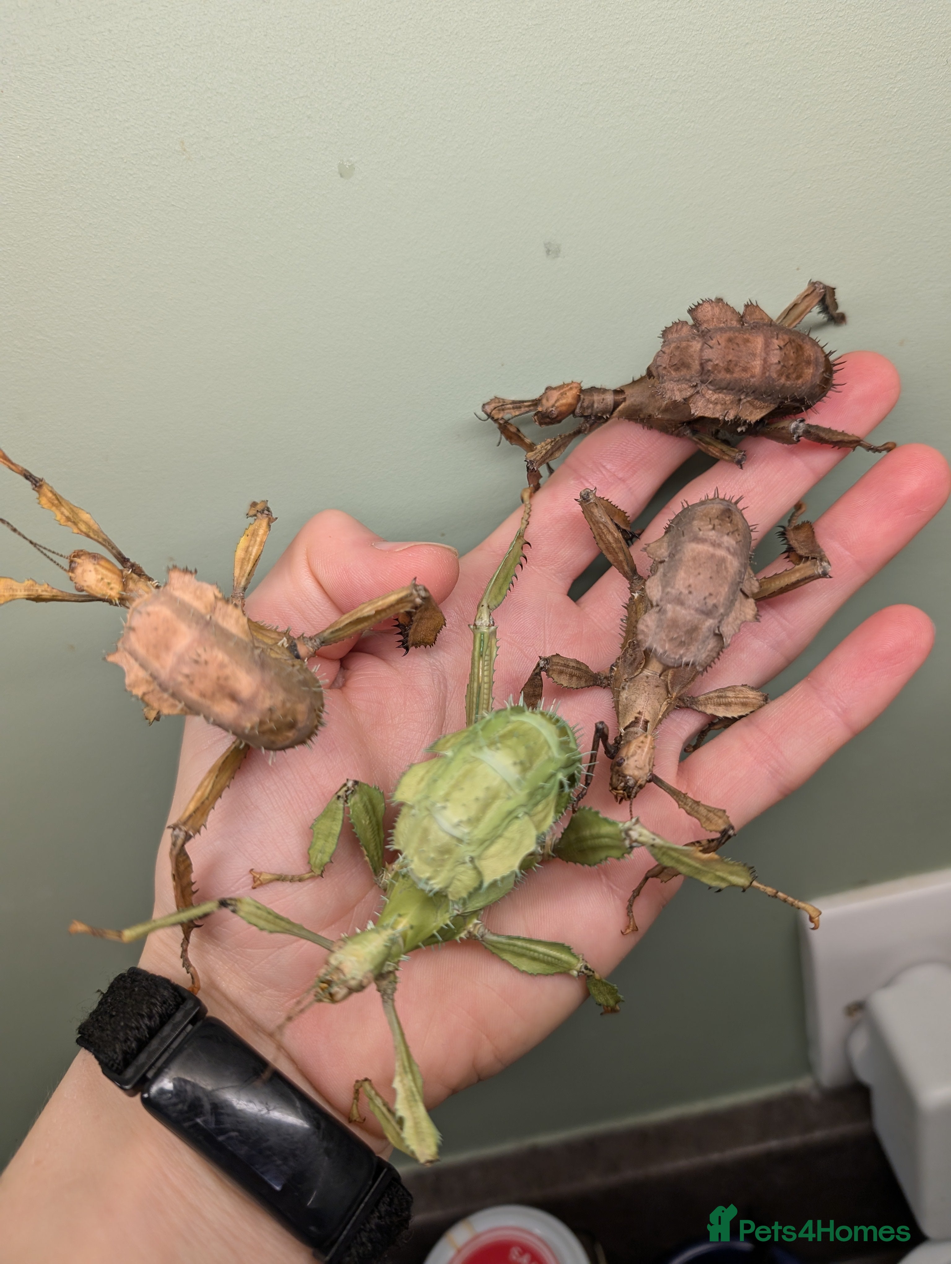 Stick Insects invertebrates Macleay's/ giant prickly (Extatosoma tiaratum) - Advert 10