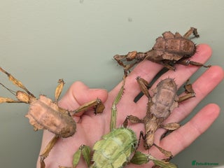 Stick Insects invertebrates Macleay's/ giant prickly (Extatosoma tiaratum) - Advert 2