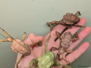 Stick Insects invertebrates Macleay's/ giant prickly (Extatosoma tiaratum) - Advert 11