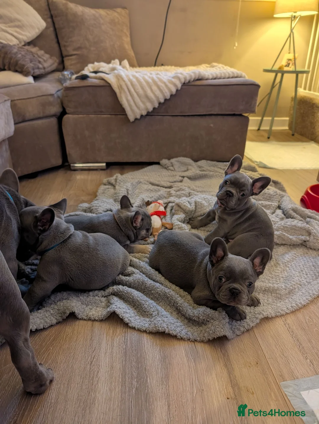 French Bulldog dogs for sale: Stunning home/family rared frenchbulldog babies - Advert 2
