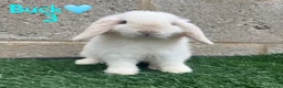 Mini Lop rabbits for sale: ✨STUNNIG MINI LOP,READY TO REZERVE✨ - Advert 3