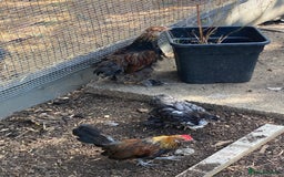 Chickens poultry for sale: Bantam chickens & quail  - Image 3