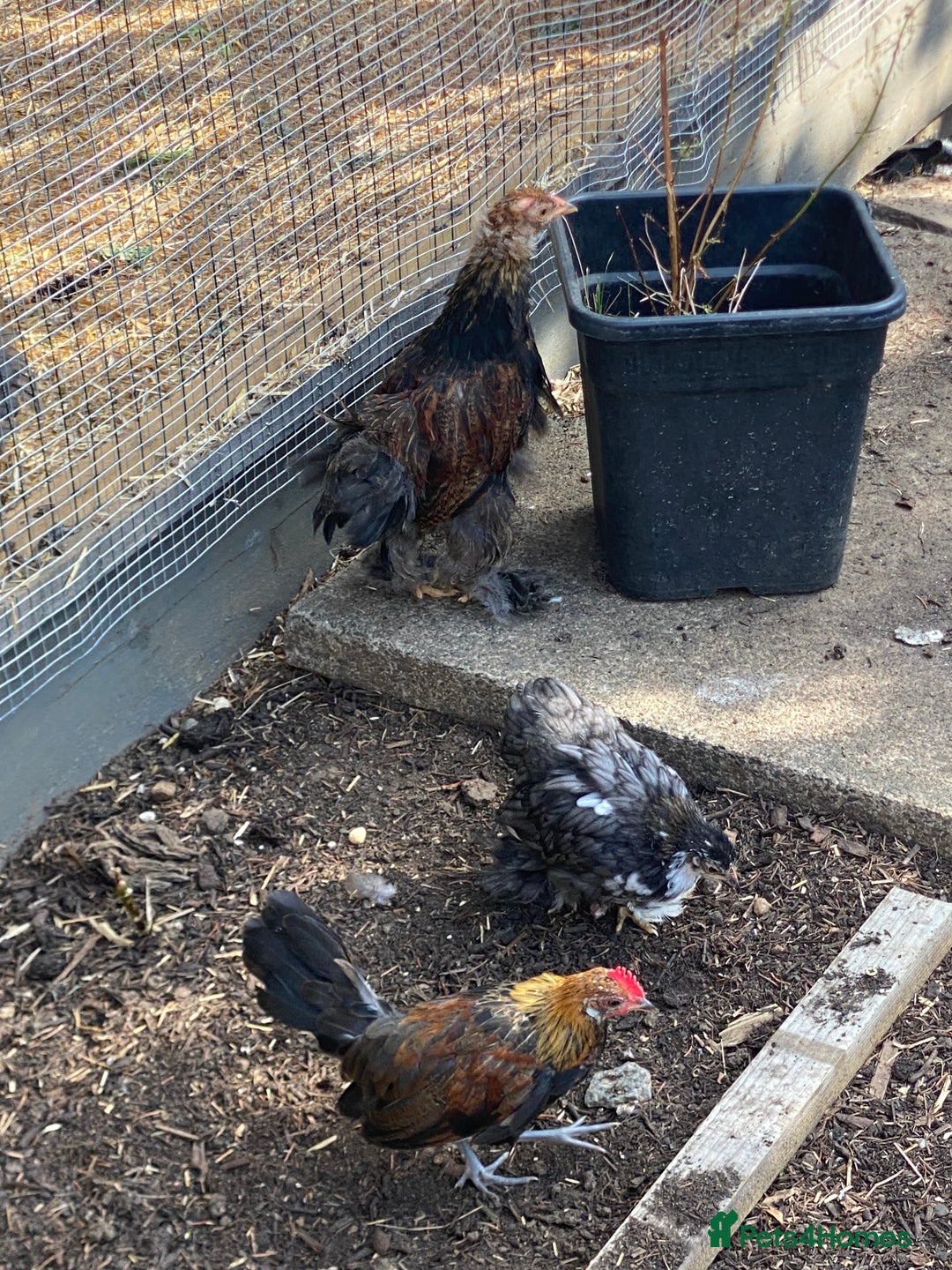 Chickens poultry for sale: Bantam chickens & quail  - Image 3