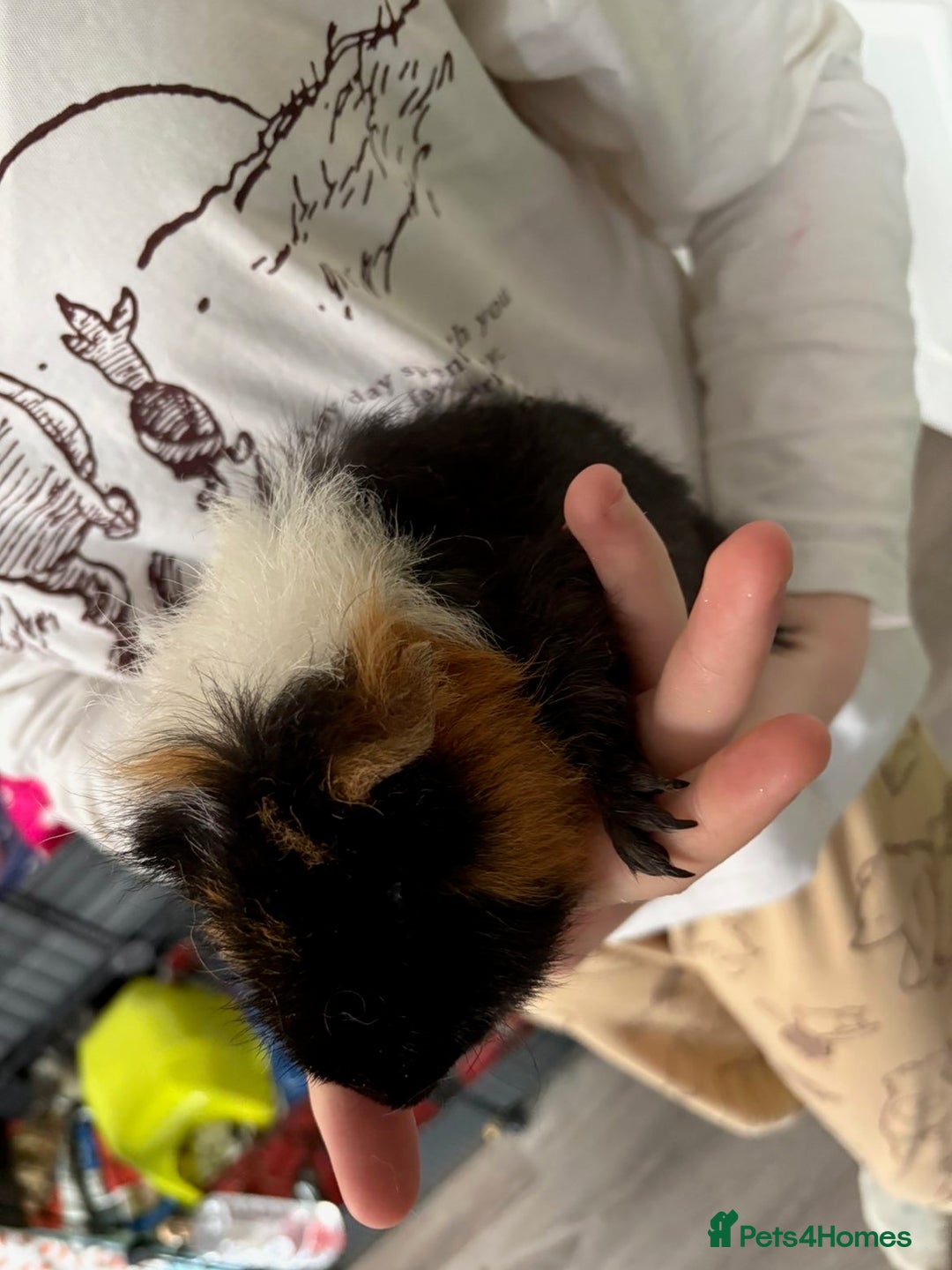 Guinea Pig rodents for sale: Male guinea pigs all different breeds  - Image 9