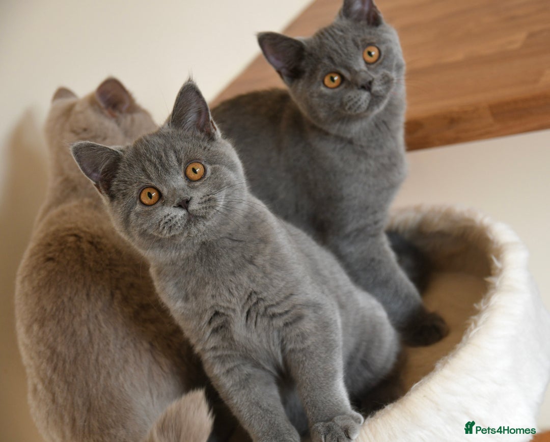 British Shorthair cats for sale: GCCF British Shorthairs Ready now  - Image 12