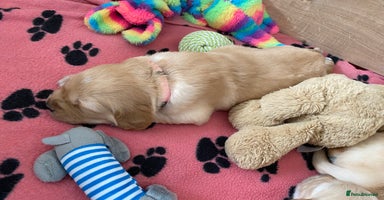 Golden Retriever dogs - Advert 10