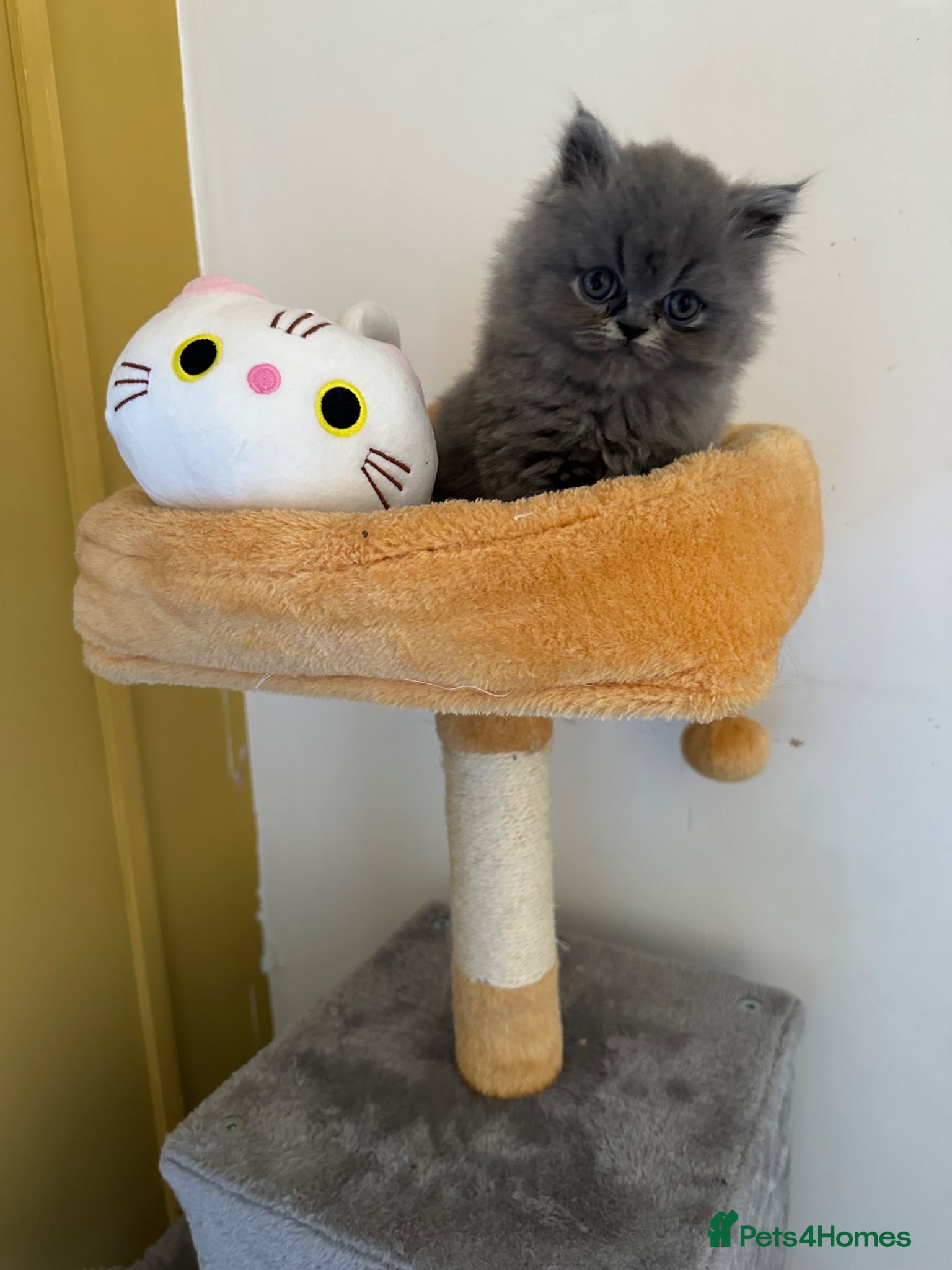 British Shorthair cats Top Quality British Shorthair kittens - Advert 18