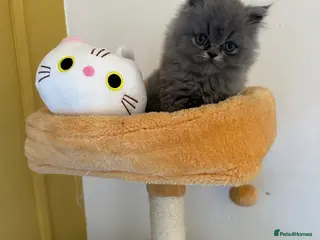 British Shorthair cats Top Quality British Shorthair kittens - Advert 5