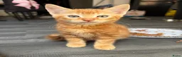 Mixed Breed cats for sale: Adorable Kittens Looking for Loving Homes!  - Advert 27