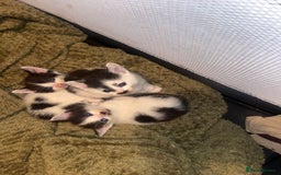 Mixed Breed cats for sale: 1 male 1 female 7 week old kitten  - Image 1