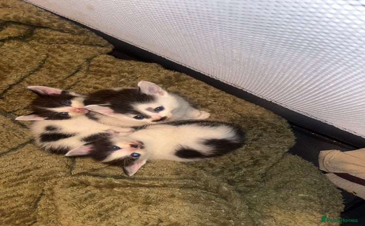 Mixed Breed cats - Advert 6