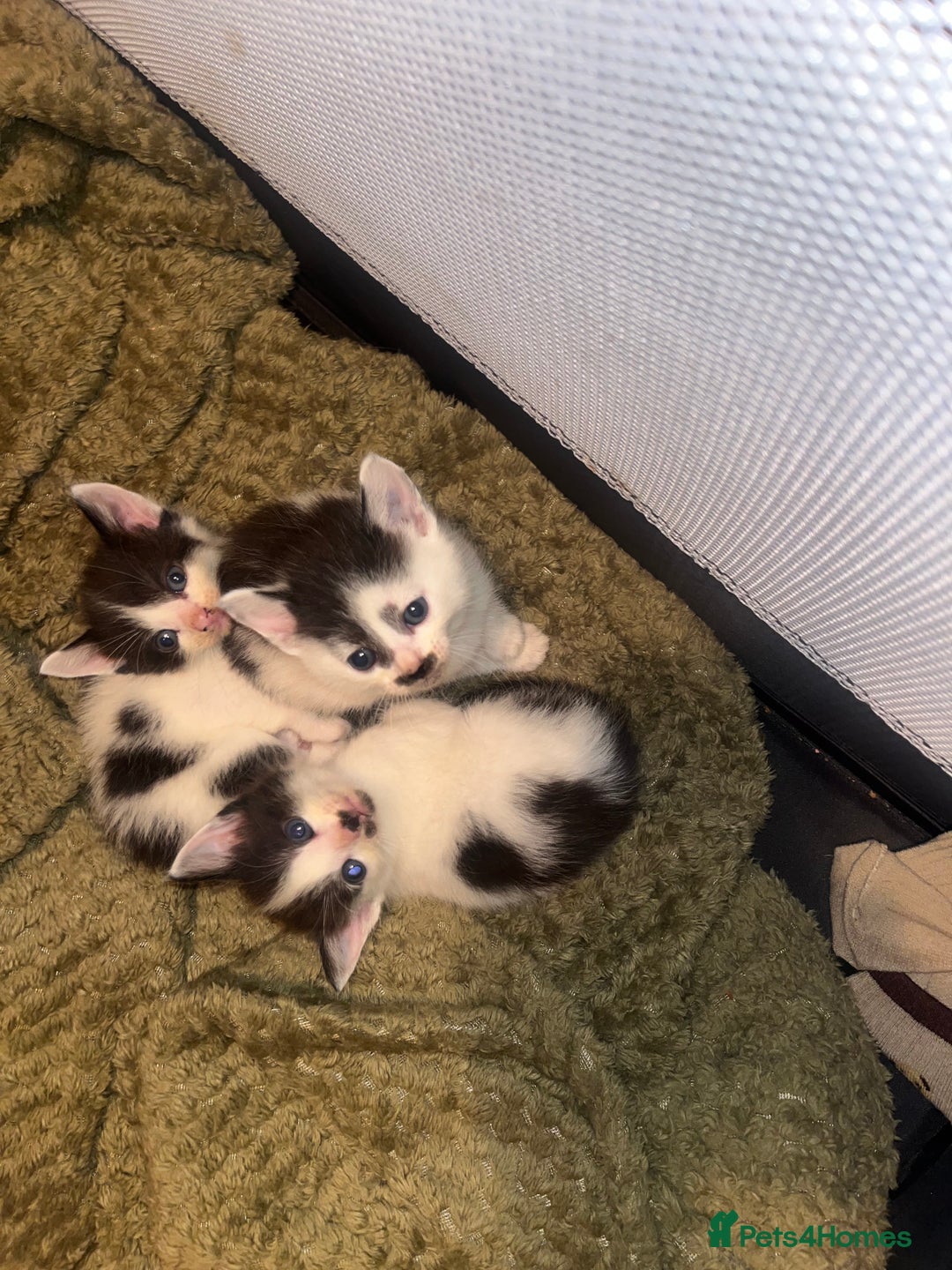 Mixed Breed cats for sale: 1 male 1 female 7 week old kitten  - Image 1