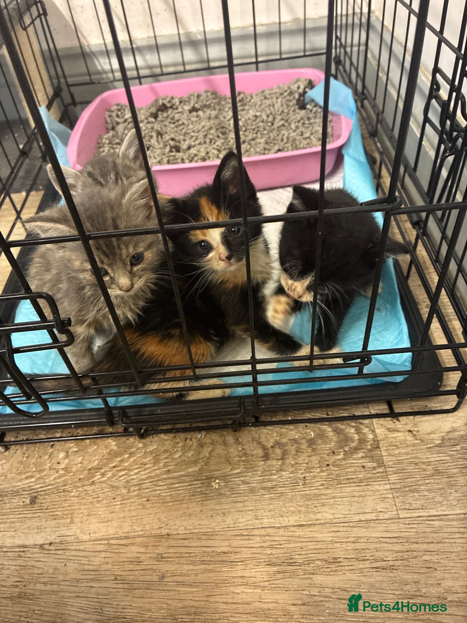 Mixed Breed cats 3 female kittens for sale  - Advert 1