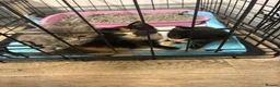 Mixed Breed cats for sale: 3 female kittens for sale  in Dereham - Advert 1