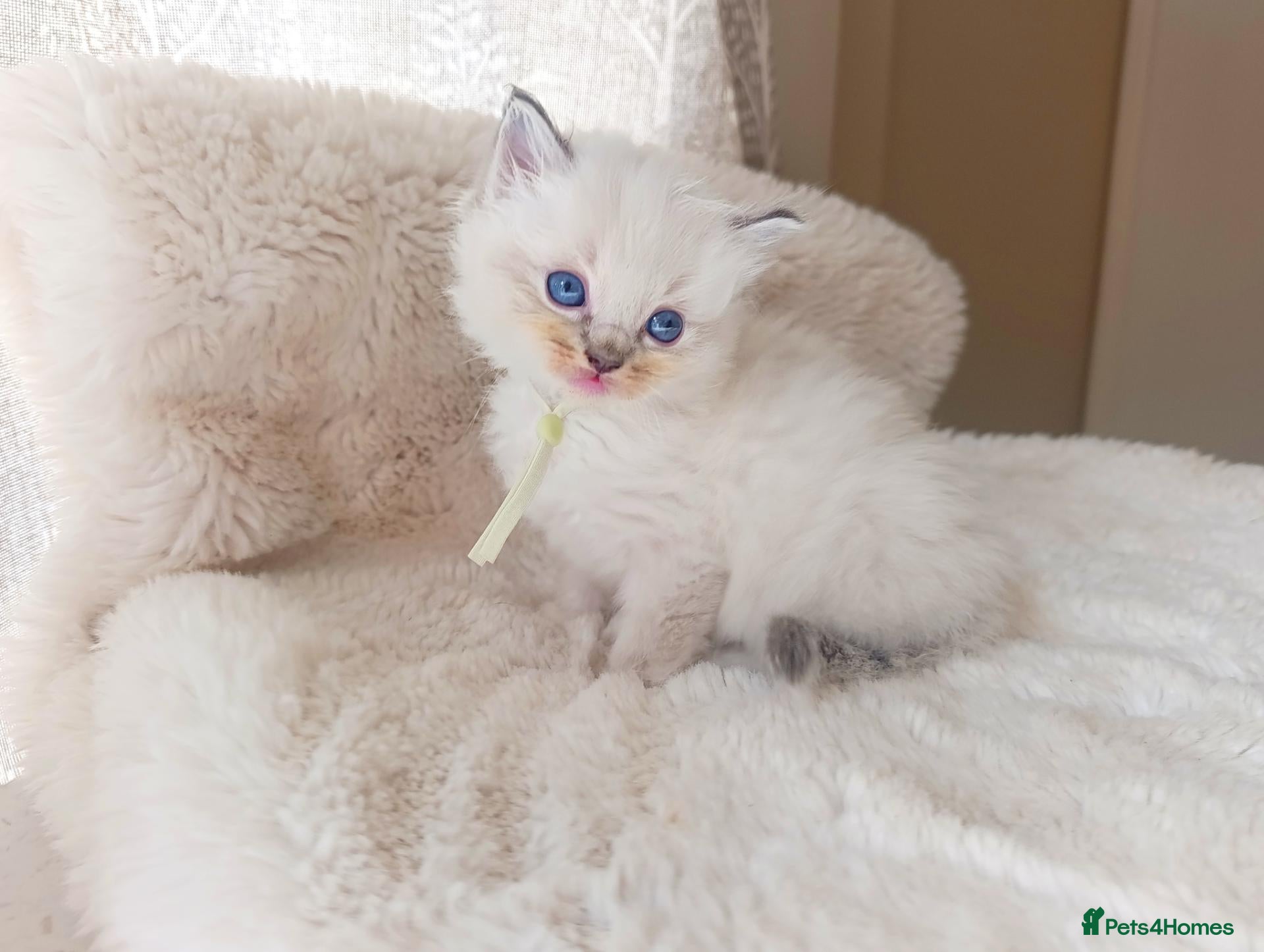 Ragdoll cats for sale: TICA Ragdoll kittens🐱🐱🐱 - Advert 20
