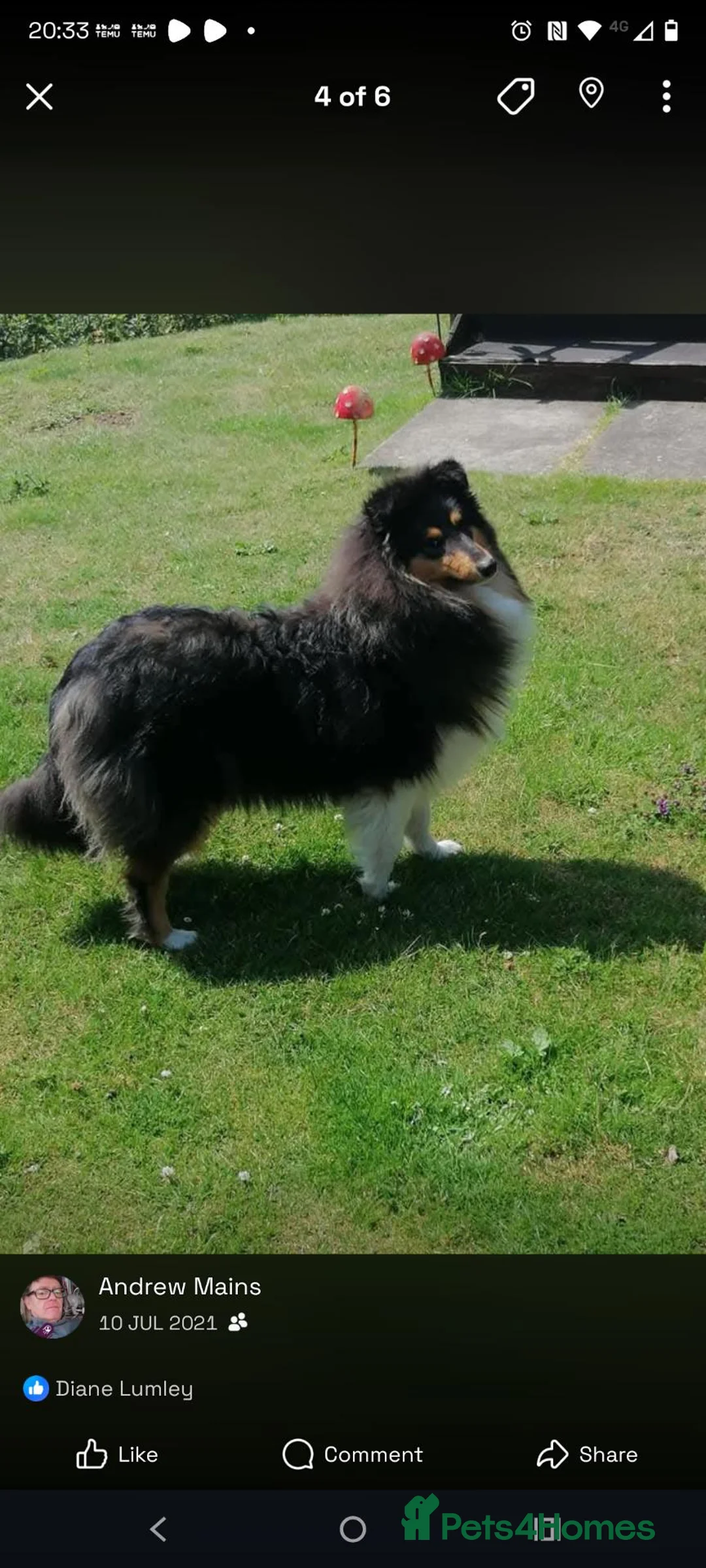 Rough Collie dogs for sale: Regretful rehome in Bathgate - Advert 2