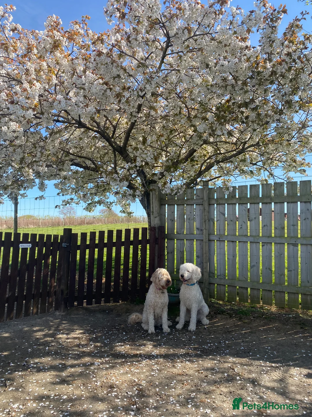 Goldendoodle dogs for stud: Goldendoodle for stud only - Advert 2