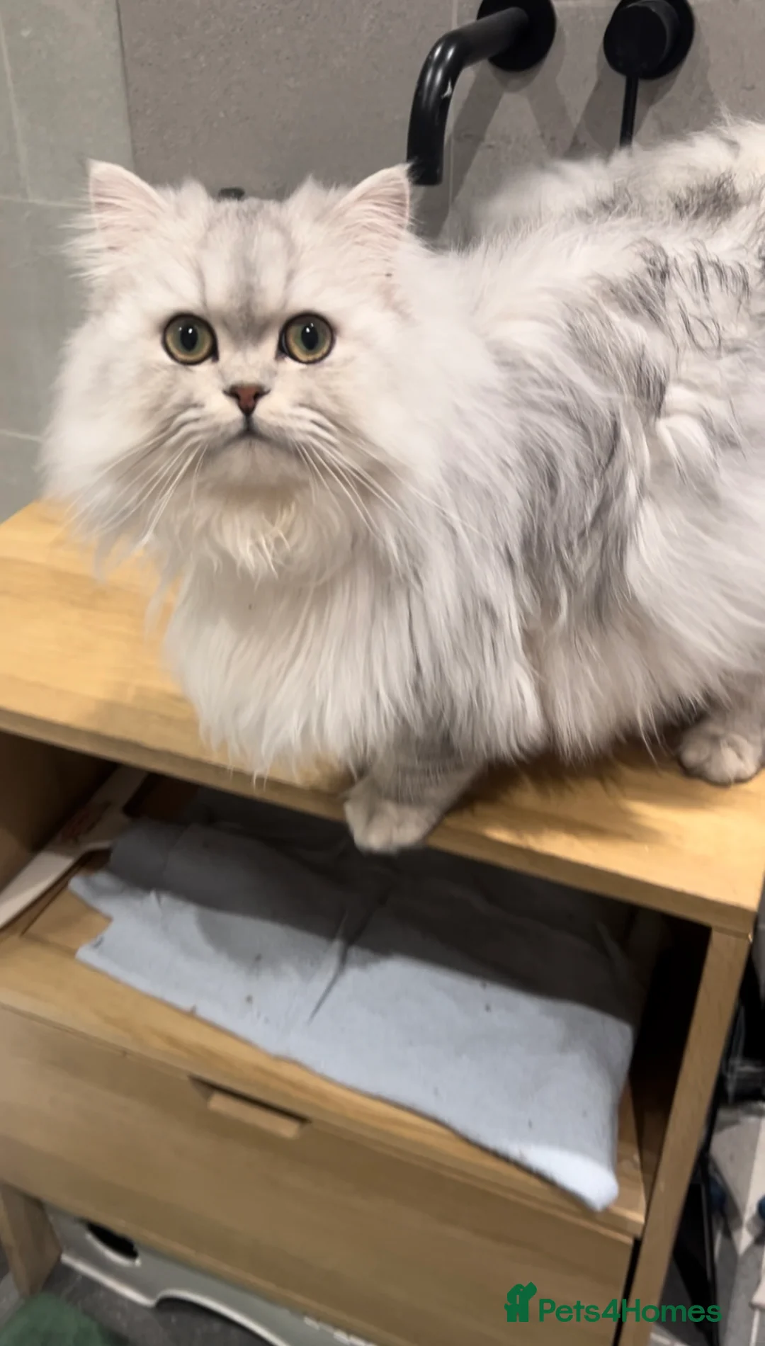 Persian cats for stud: 🌟PERSIAN White Chinchilla for STUD 🌟 - Advert 5