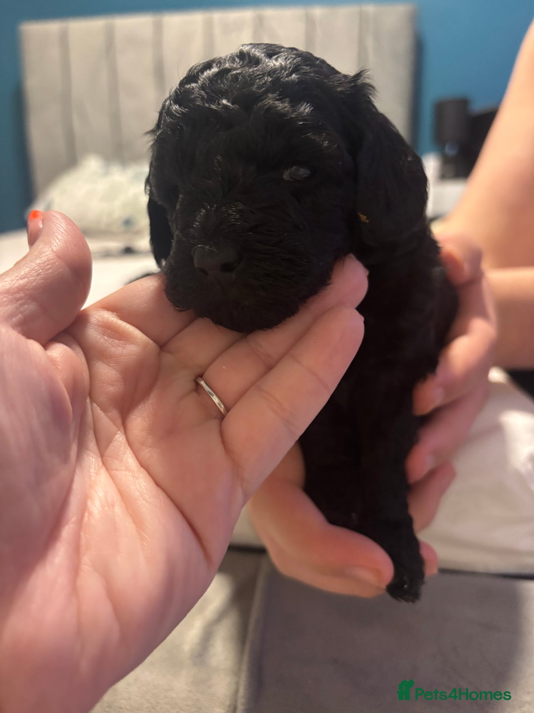 Toy Poodle dogs for sale: Toy poodle puppies *Ready for  ** * - Advert 17
